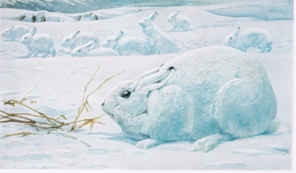 北極ノウサギ、しゃがみグループ、キツネやオオカミに注意